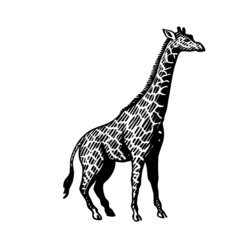 Stickers girafe transparent