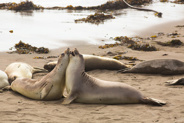See-Elefanten am Strand