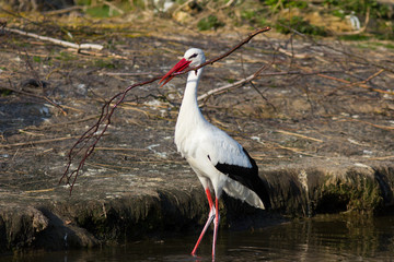 Weißstorch mit Nestmaterial