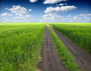 Wheat field against a blue sky