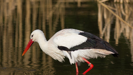 Weißstorch auf Nahrungssuche