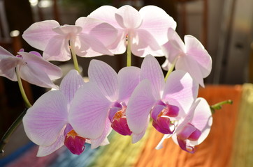 Beautiful pink orchids