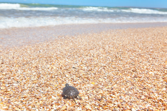 turtle moves to the sea