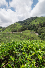 tea plantation