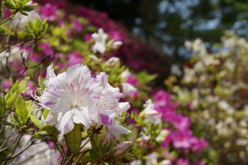 Obraz premium 六義園 つつじの花