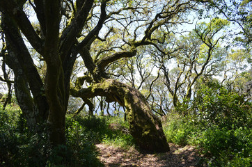 skurile Bäume im Märchenwald von Bussaco
