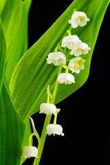 muguet sur fond noir