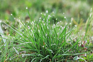 dew on the grass