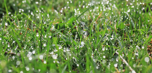dew on the grass