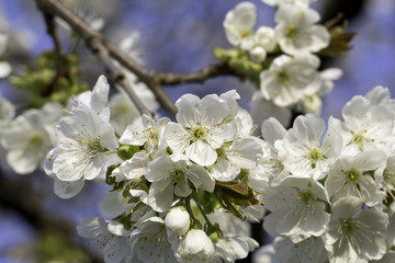 bl&uuml;te in bad feilnbach mit blauem himmel