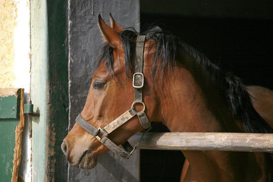 Young thoroughbred horse in the stable
