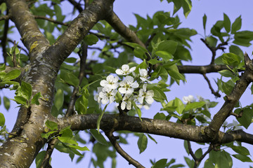 beim blütenwandern in bad feilnbach