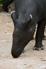 Fototapeta premium Tapir