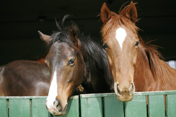 Obraz premium Nice thoroughbred horses in the stable. Youngsters in the barn