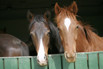Nice thoroughbred horses in the stable. Youngsters in the barn