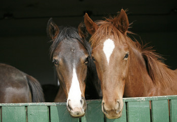 Young thoroughbred horses in the corral door.