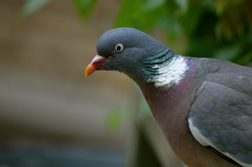 Wood Pigeon