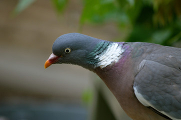 Wood Pigeon