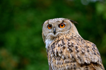 Eagle-Owl