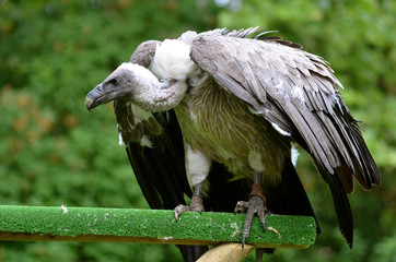 Griffon Vulture