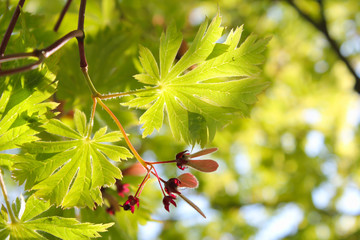 japanischer Fächerahorn
