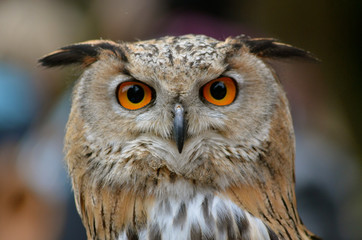 Eagle-Owl