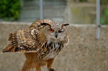Eagle-Owl