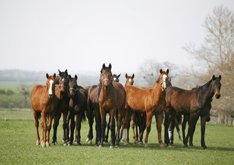 Naklejka premium Beautiful herd of thoroughbred horses in pasture
