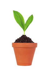 Young plant in pot isolated on white background