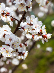 Apricot blossom branches