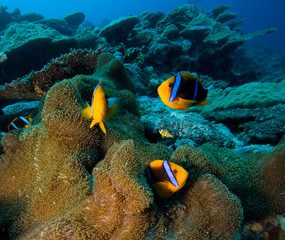 Fototapeta na wymiar Clown Fish or Anemone fish in Pacific Ocean, Palau