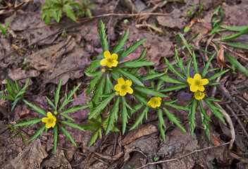 flowering plant of the buttercup anemone (Anemone ranuntsuloide