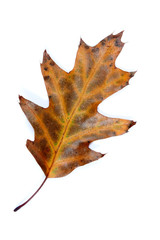 Feuille de chêne couleurs d’automne sur fond blanc