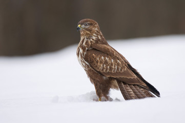 Common buzzard