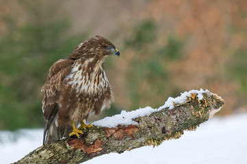 Common buzzard
