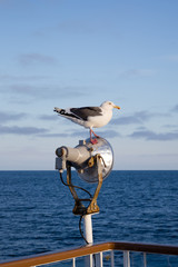Seagull standing at the light pole on ship in the sea