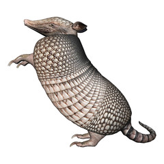 Armadillo