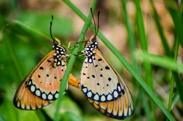 Butterflies mating