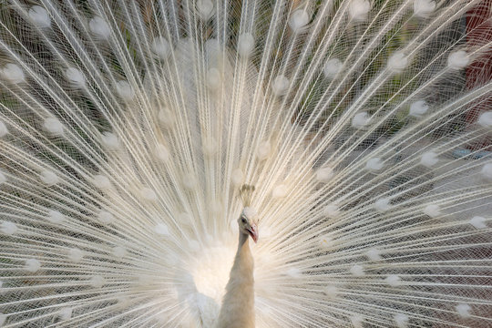 White peacock with feathers out closeup
