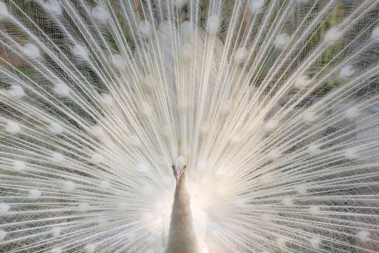 White peacock show with feathers