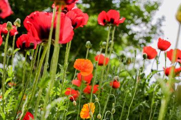 Fototapeta premium Poppies in the field