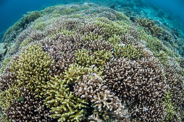 Naklejka na ściany i meble Healthy Coral Reef 2