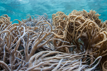 Fototapeta na wymiar Koral Tentacles
