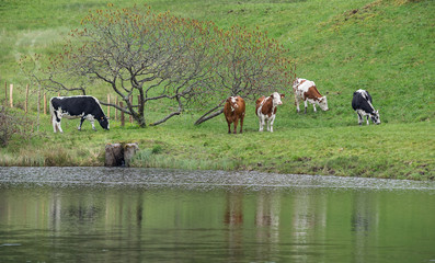 vaches au bord de l'eau