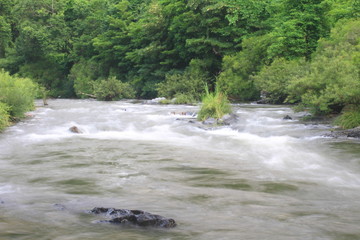 River in deep forest