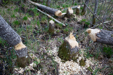Beaver damage in forest