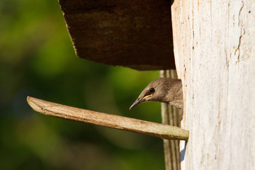 Starling chick in nest discovering the world