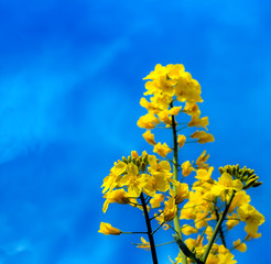 Fototapeta Rzepakowy Kwiat obraz