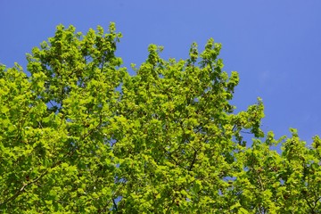 Frische Blätter mit Himmel im Hintergrund