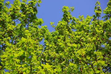 Frische Blätter mit Himmel im Hintergrund